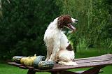 SETTER IRLANDAIS 543